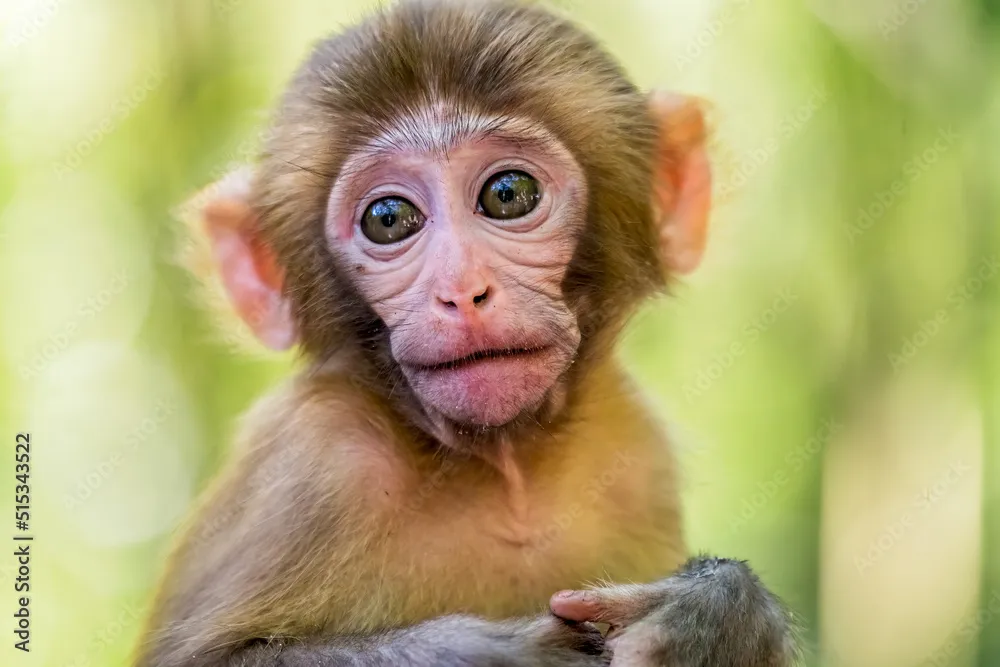 baby monkey punch — BD news