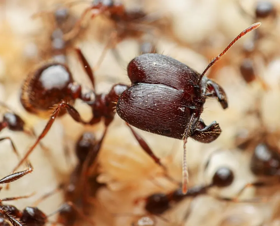 Ants: পিপঁজর: আগুনের পিপঁজরের প্রভাব এবং তাদের জীবনচক্র