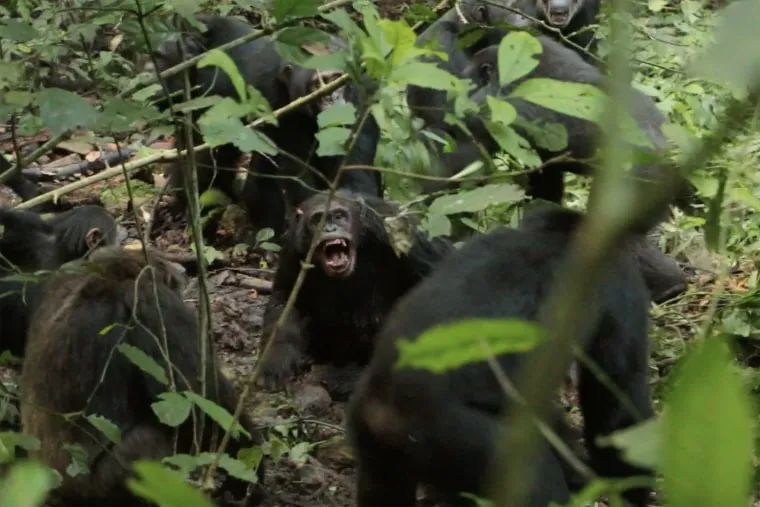 Chimpanzee: চিম্পাঞ্জি: নাগো গোষ্ঠীর সংঘাতের নতুন অধ্যায়