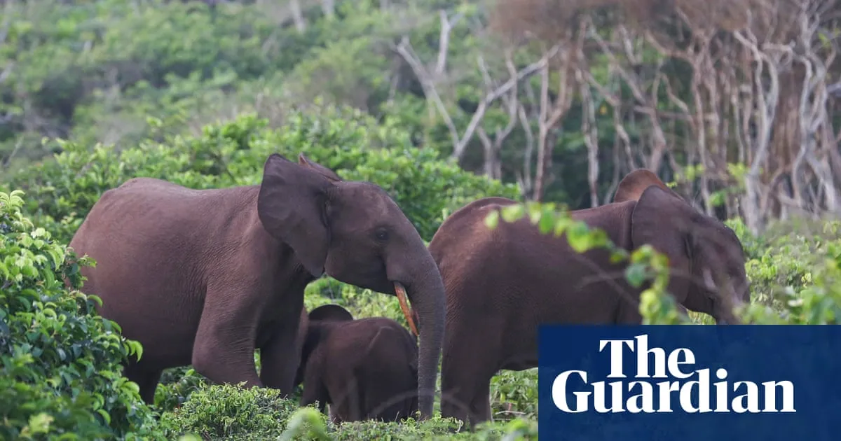elephant — BD news