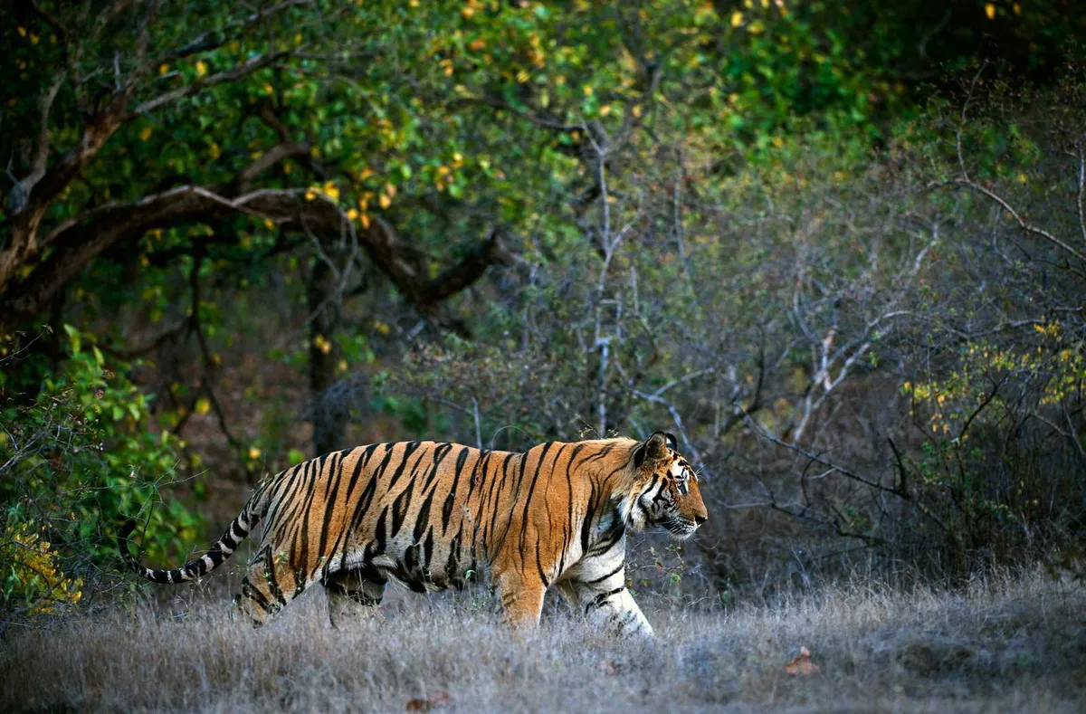Tiger: বাঘ: রবের্তা এবং জো তাদের ১৯৬৬ রোডস্টার অডবিতে দান করছেন