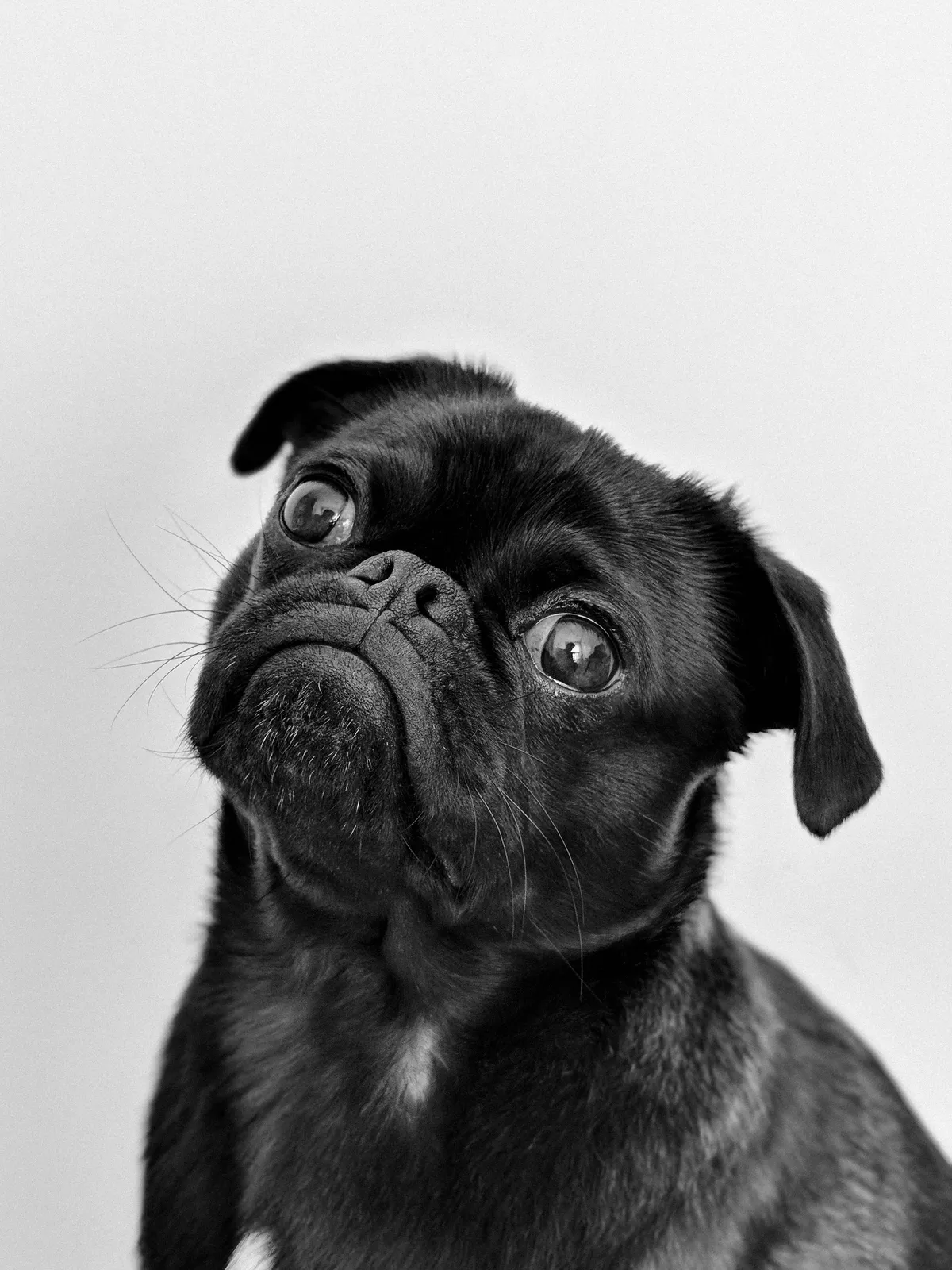 dog — BD news