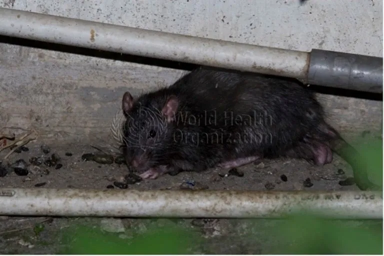 হান্টাভাইরাসের প্রাদুর্ভাব ক্রুজ জাহাজে