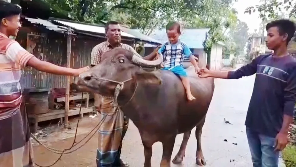 মহিষ জবাই করে ভূরিভোজ, হতাশায় আর্জেন্টিনার সমর্থকরা